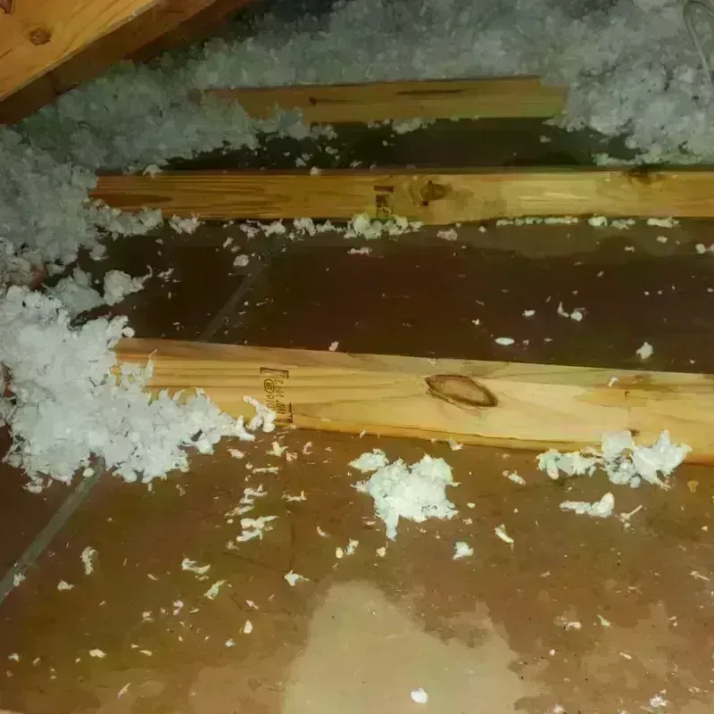 Attic Water Damage in Pine Island Ridge, FL