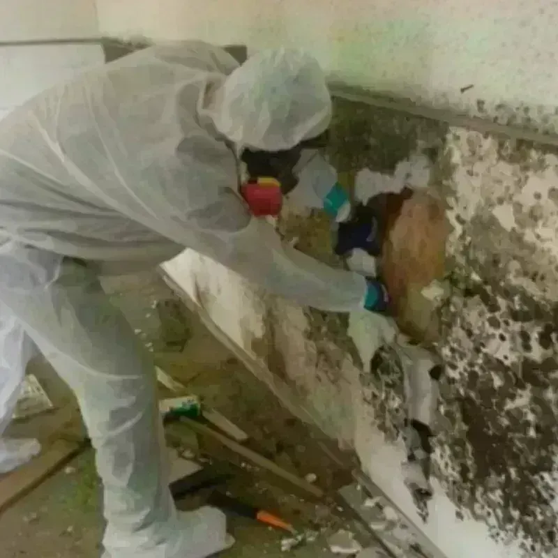 Mold Remediation and Removal in Pine Island Ridge, FL